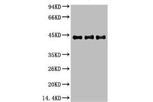Western Blotting (WB) image for anti-Actin, alpha 2, Smooth Muscle, Aorta (ACTA2) antibody (ABIN7189126)