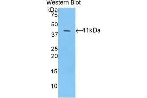 Detection of Recombinant BMP10, Mouse using Polyclonal Antibody to Bone Morphogenetic Protein 10 (BMP10) (BMP10 抗体  (AA 314-421))