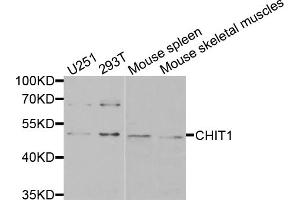 Western blot analysis of extracts of various cell lines, using CHIT1 antibody (ABIN5974974) at 1/1000 dilution. (Chitotriosidase 1 抗体)