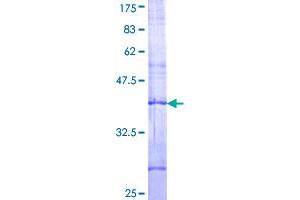 POLRMT Protein (AA 1121-1230) (GST tag)