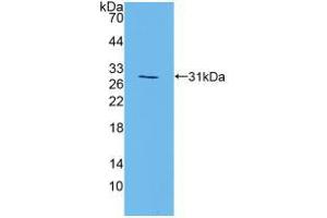 Western blot analysis of recombinant Mouse MAPK7. (MAPK7 抗体  (AA 185-419))