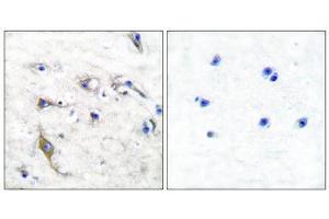 Immunohistochemistry (IHC) image for anti-PRA1 Domain Family, Member 2 (PRAF2) (C-Term) antibody (ABIN1848624) (PRAF2 抗体  (C-Term))