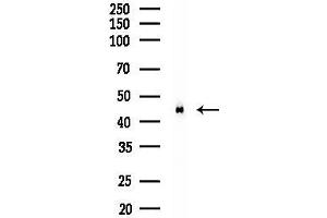 Western blot analysis of lysates from Mouse testis, using WDR5 Antibody at 1/1000 dilution.