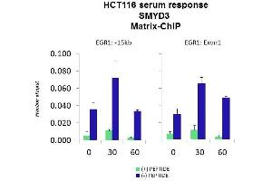 Quiescent human colon carcinoma HCT116 cultures were treated with 10% FBS for three time points (0, 15, 30min) or (0, 30, 60min) were used in Matrix-ChIP and real-time PCR assays at EGR1 gene (Exon1) and 15kb upstream site. (SMYD3 抗体  (N-Term))