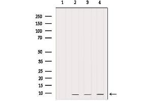 Western blot analysis of extracts from various samples, using PEP-19 Antibody.