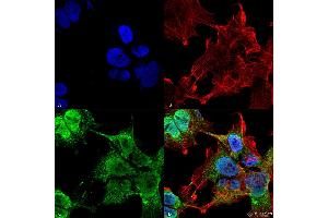 Immunocytochemistry/Immunofluorescence analysis using Mouse Anti-VDAC1 Monoclonal Antibody, Clone S152B-23 . (VDAC1 抗体  (AA 1-283) (APC))