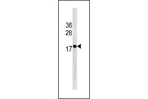 HIST1H3/2H3/3H3/H3F3 Antibody (C-term) (ABIN1881416 and ABIN2843252) western blot analysis in mouse NIH-3T3 cell line lysates (35 μg/lane). (HIST1H3/2H3/3H3/H3F3 (AA 97-124), (C-Term) 抗体)