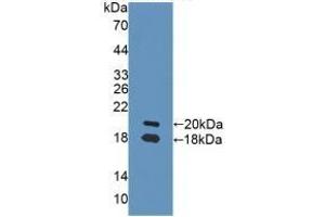 Detection of Recombinant NRG1, Rat using Polyclonal Antibody to Neuregulin 1 (NRG1) (Neuregulin 1 抗体  (AA 264-393))
