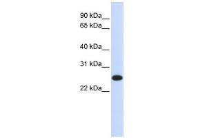 WB Suggested Anti-IL33 Antibody Titration:  0. (IL-33 抗体  (N-Term))
