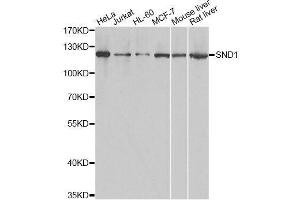 Western blot analysis of extracts of various cell lines, using SND1 antibody. (SND1 抗体  (AA 26-285))