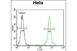 UQCRFS1 Antibody (C-term) (ABIN655606 and ABIN2845090) flow cytometric analysis of Hela cells (right histogram) compared to a negative control cell (left histogram). (UQCRFS1 抗体  (C-Term))