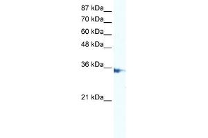 WB Suggested Anti-IRF2 Antibody Titration:  5. (IRF2 抗体  (N-Term))