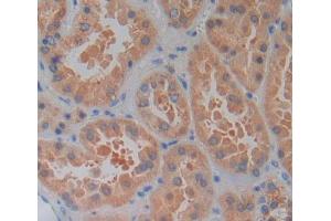 Used in DAB staining on fromalin fixed paraffin- embedded kidney tissue (PLCL1 抗体  (AA 890-1095))