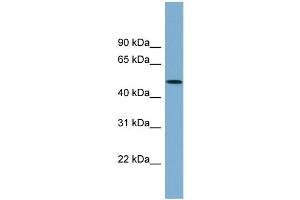 WB Suggested Anti-ACTR3B Antibody Titration: 0. (ACTR3B 抗体  (N-Term))
