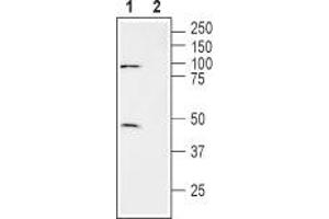 Western blot analysis of human brain glioblastoma cell line (U-87 MG) lysate: - 1. (SLC7A11 抗体  (3rd Extracellular Loop))