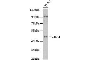 Western blot analysis of extracts of THP1 cells, using CD152/CTLA-4 antibody (ABIN6134267, ABIN6139199, ABIN6139201 and ABIN6218156) at 1:1000 dilution. (CTLA4 抗体  (AA 16-66))