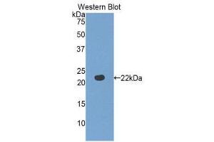 Western Blotting (WB) image for anti-Fibulin 5 (FBLN5) (AA 277-448) antibody (ABIN1858822) (Fibulin 5 抗体  (AA 277-448))
