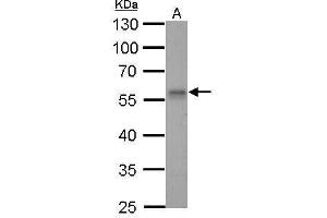 WB Image Rad9 antibody detects RAD9A protein by Western blot analysis.