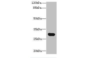 Western blot All lanes: C1QTNF6 antibody at 8 μg/mL + Mouse brain tissue Secondary Goat polyclonal to rabbit IgG at 1/10000 dilution Predicted band size: 29, 31, 18 kDa Observed band size: 29 kDa (CTRP6 抗体  (AA 47-278))