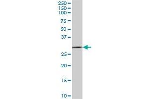 EXOSC3 MaxPab polyclonal antibody. (EXOSC3 抗体  (AA 1-275))