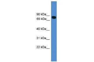 WB Suggested Anti-ITIH1 Antibody Titration: 0. (ITIH1 抗体  (C-Term))