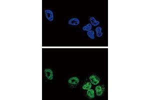 Immunofluorescence (IF) image for anti-Phospholipase A2, Group IVA (Cytosolic, Calcium-Dependent) (PLA2G4A) antibody (ABIN3003780) (PLA2G4A 抗体)