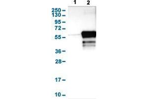 Western Blot analysis with RING1 polyclonal antibody . (RING1 抗体  (AA 281-392))