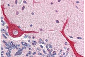 Human Brain, Cerebellum (formalin-fixed, paraffin-embedded) stained with IL23A antibody ABIN214499 at 2. (IL23A 抗体  (N-Term))