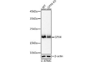 Western blot analysis of extracts from wild type (WT) and GPX4 knockdown (KD) U-87MG cell pools, using GPX4 antibody (ABIN7267436) at 1:1000 dilution. (GPX4 抗体)