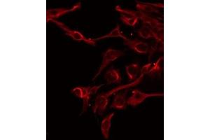ABIN6275896 staining Hela by IF/ICC. (FAM3D 抗体  (C-Term))