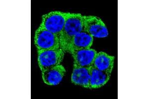 Immunofluorescence (IF) image for anti-Family with Sequence Similarity 96, Member A (FAM96A) (AA 109-138), (C-Term) antibody (ABIN655197)