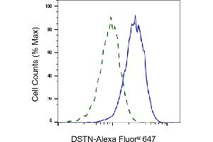 Validation of DSTN knockdown using flow cytometry. (Destrin 抗体)