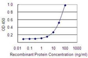 Detection limit for recombinant GST tagged RRAGB is 1 ng/ml as a capture antibody. (RRAGB 抗体  (AA 1-346))