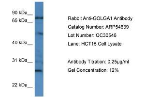 WB Suggested Anti-GOLGA1  Antibody Titration: 0. (GOLGA1 抗体  (N-Term))
