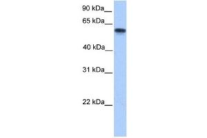 CYP11A1 antibody used at 1 ug/ml to detect target protein. (CYP11A1 抗体  (N-Term))