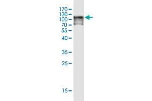 Western Blot detection against Immunogen (124. (MOCOS 抗体  (AA 1-888))