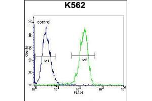 Flow cytometric analysis of K562 cells (right histogram) compared to a negative control cell (left histogram). (CPSF7 抗体  (C-Term))