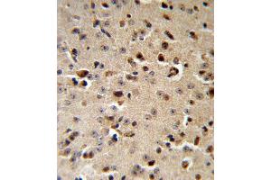 TPH2 Antibody IHC analysis in formalin fixed and paraffin embedded mouse brain followed by peroxidase conjugation of the secondary antibody and DAB staining. (Tryptophan Hydroxylase 2 抗体  (AA 168-193))