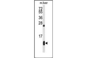 Western blot analysis of HBA2 Antibody (Center) in mouse liver tissue lysates (35ug/lane). (HBA1 抗体  (Middle Region))