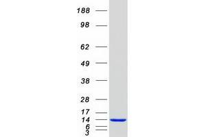 Western Blotting (WB) image for Protein Kinase (CAMP-Dependent, Catalytic) Inhibitor beta (PKIB) (Transcript Variant 1) protein (Myc-DYKDDDDK Tag) (ABIN2729033)