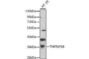 Western blot analysis of extracts of HT-29 cells, using TNFRSF6B antibody (ABIN1875137) at 1:1000 dilution. (TNFRSF6B 抗体)
