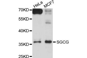 Western blot analysis of extracts of HeLa and MCF7 cells, using SGCG antibody. (SGCG 抗体)