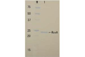 SDS-PAGE (SDS) image for RuvA (Active) protein (ABIN2452183) (RuvA 蛋白)