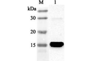 Western blot analysis using anti-FABP4 (human), pAb  at 1:2'000 dilution. (FABP4 抗体)