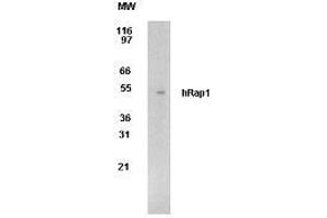 Image no. 1 for anti-Telomeric Repeat Binding Factor 2, Interacting Protein (TERF2IP) (AA 212-235) antibody (ABIN208205) (RAP1 抗体  (AA 212-235))