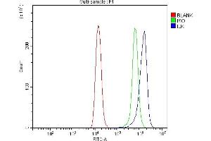 Flow Cytometry analysis of Raji cells using anti-Integrin Linked ILK antibody (ABIN7599411). (ILK 抗体  (AA 1-452))