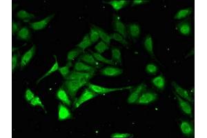 Immunofluorescent analysis of Hela cells using ABIN7164952 at dilution of 1:100 and Alexa Fluor 488-congugated AffiniPure Goat Anti-Rabbit IgG(H+L) (PSMA3 抗体  (AA 218-248))