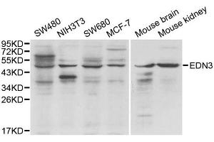 Western blot analysis of extracts of various cell lines, using EDN3 antibody. (Endothelin 3 抗体)