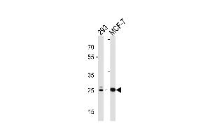 Western blot analysis in 293,MCF-7 cell line lysates (35ug/lane). (CA2 抗体  (C-Term))