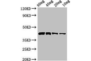 Western Blot Positive WB detected in Recombinant protein All lanes: Pectate lyase 1 antibody at 3 μg/mL Secondary Goat polyclonal to rabbit IgG at 1/50000 dilution Predicted band size: 43 kDa Observed band size: 43 kDa (Pectate Lyase 1 (AA 22-367) 抗体)